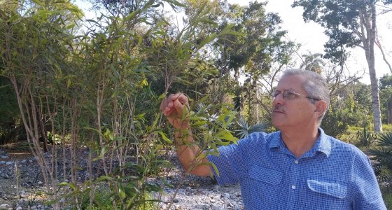 Conferencia “Conservación ex situ y capacitación para la conservación de la biodiversidad; experiencias en Jardín Botánico de Villa Clara, Cuba”.